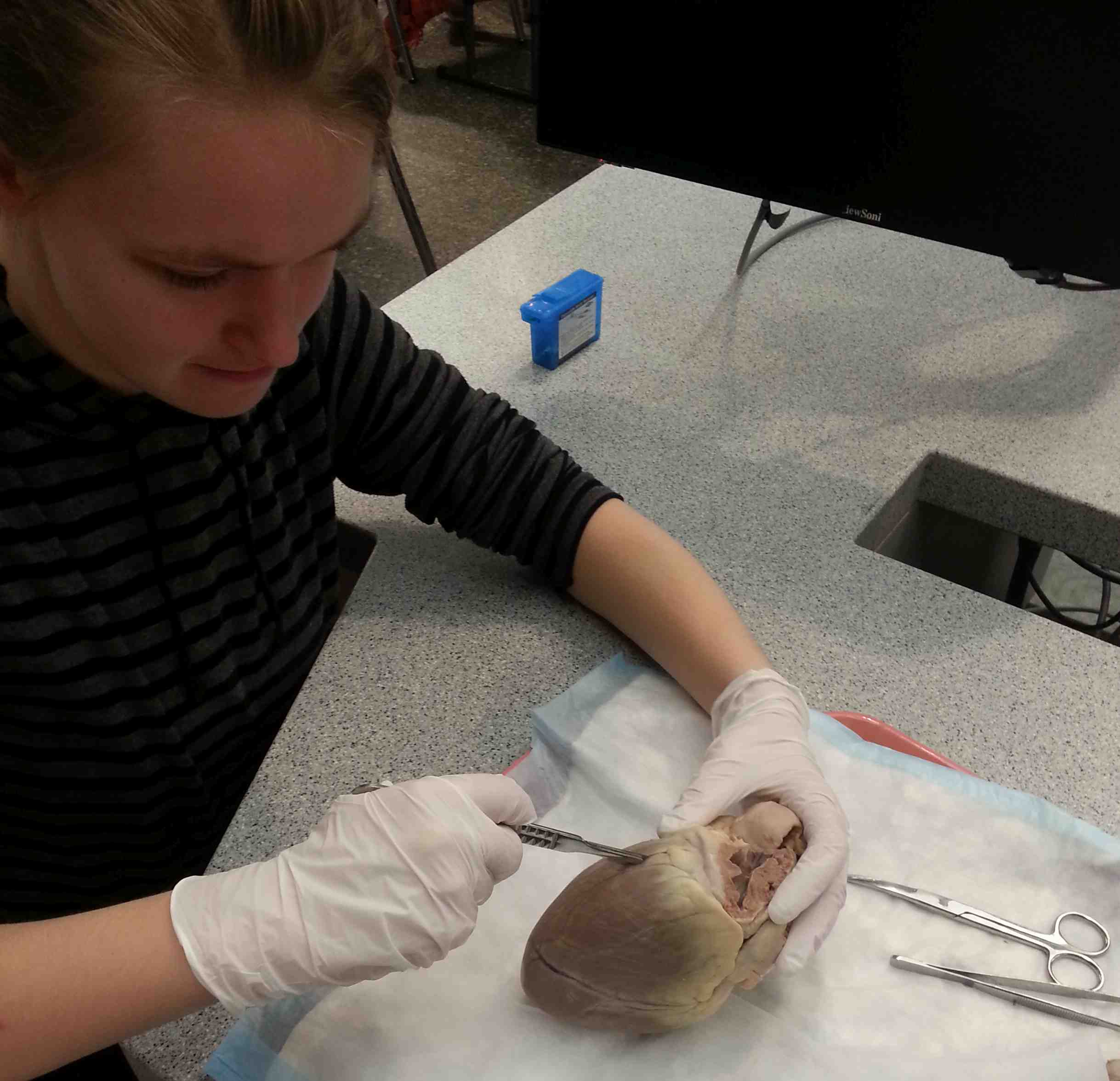 2017-03-09 Cate pig heart disection.jpg
